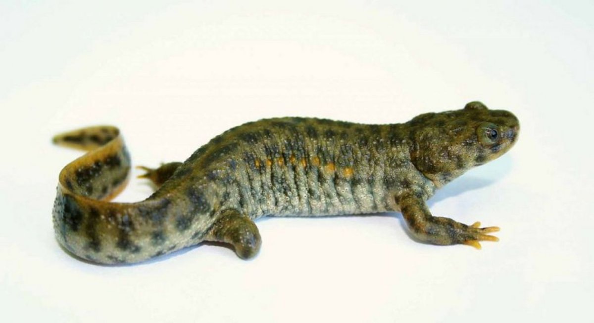 Тритон Сибирский углозуб