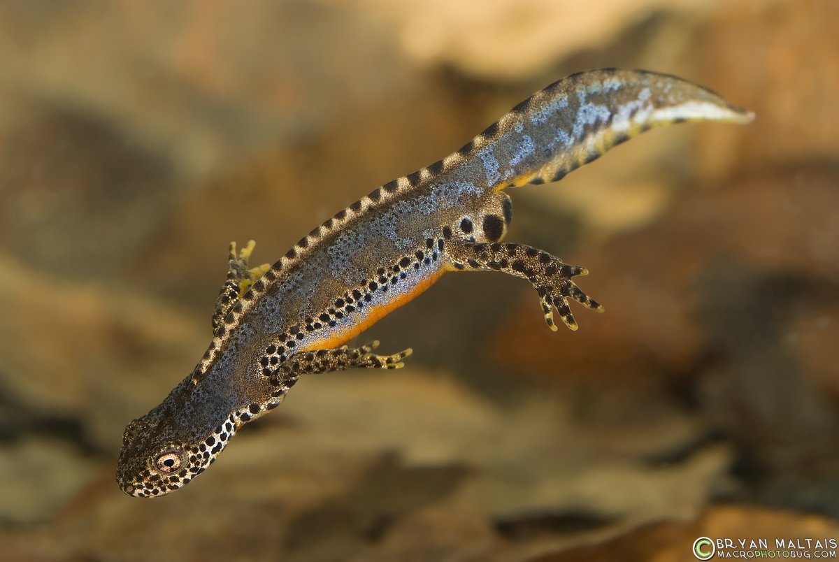 Обыкновенный Тритон