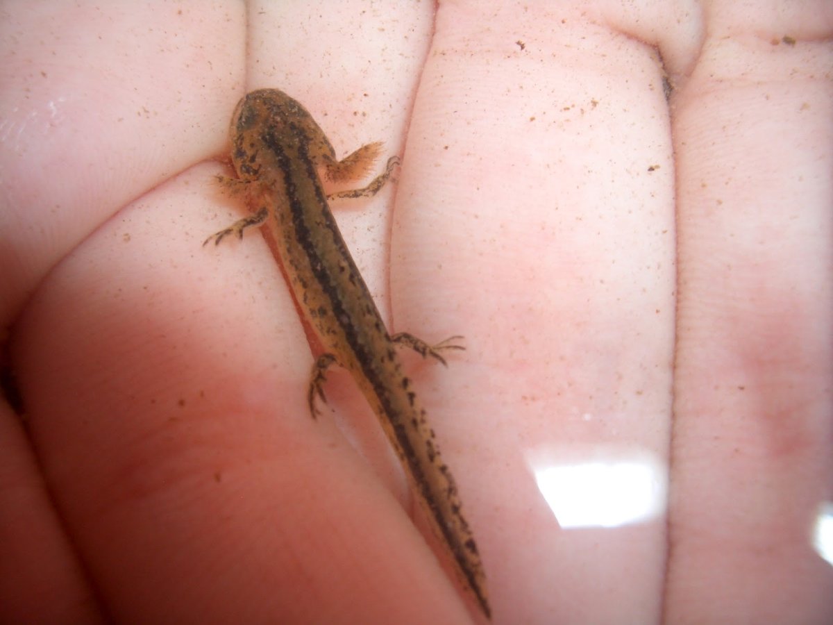 Тритон Огненная саламандра