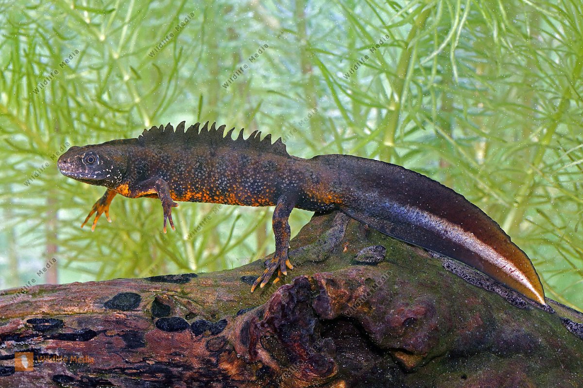 Обыкновенный Тритон Ланца