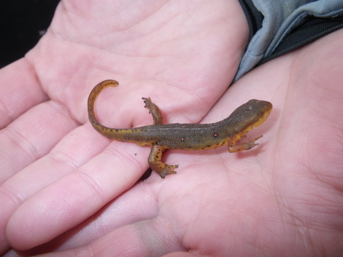 Огненнобрюхий Тритон