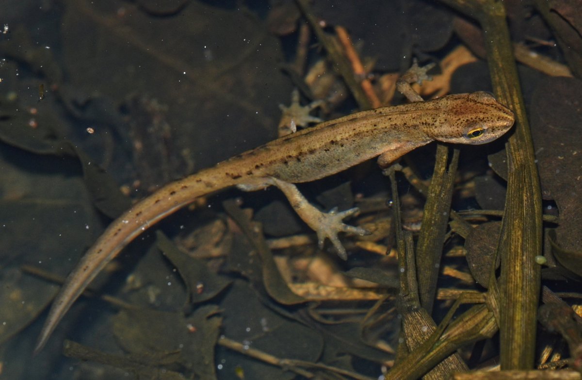 Гребенчатый Тритон