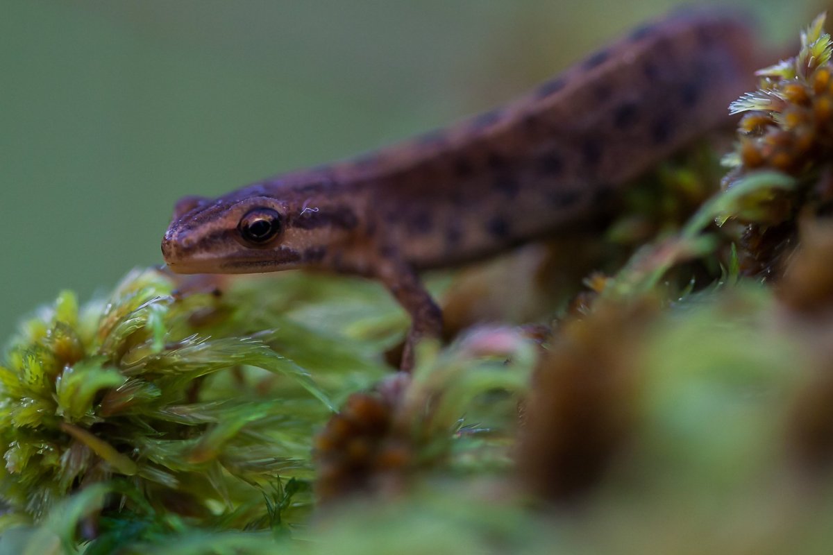Тритон обыкновенный самка