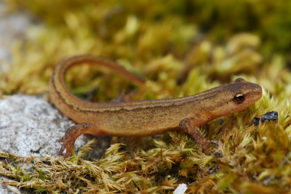 Малоазиатский Тритон самец