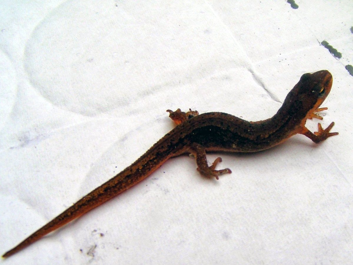 Регенерация Тритона обыкновенного