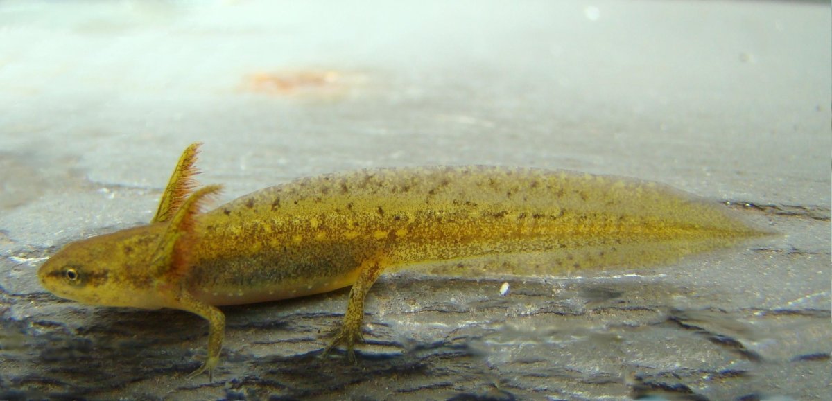 Обыкновенный и гребенчатый тритоны