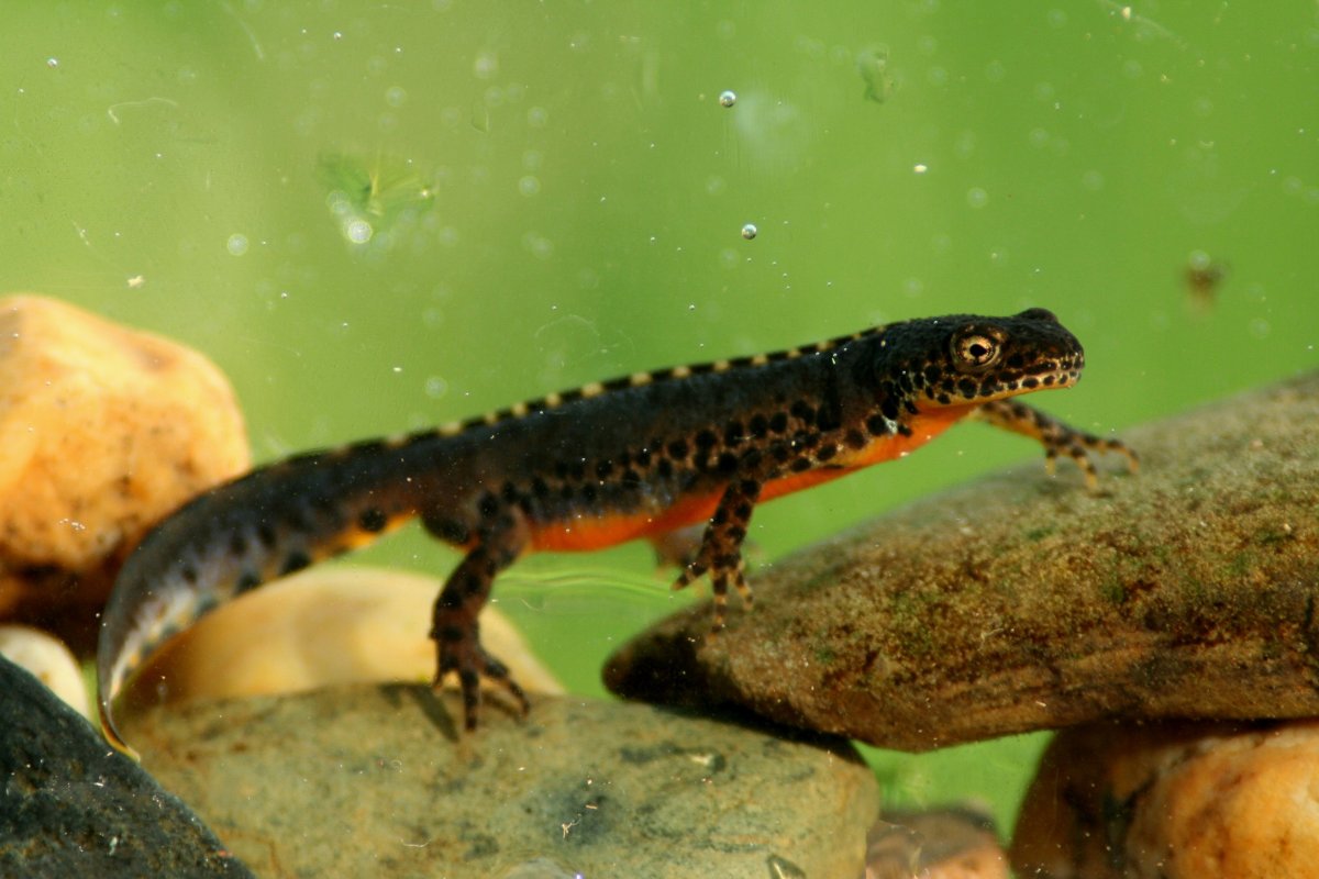 Тритон испанский иглистый белый