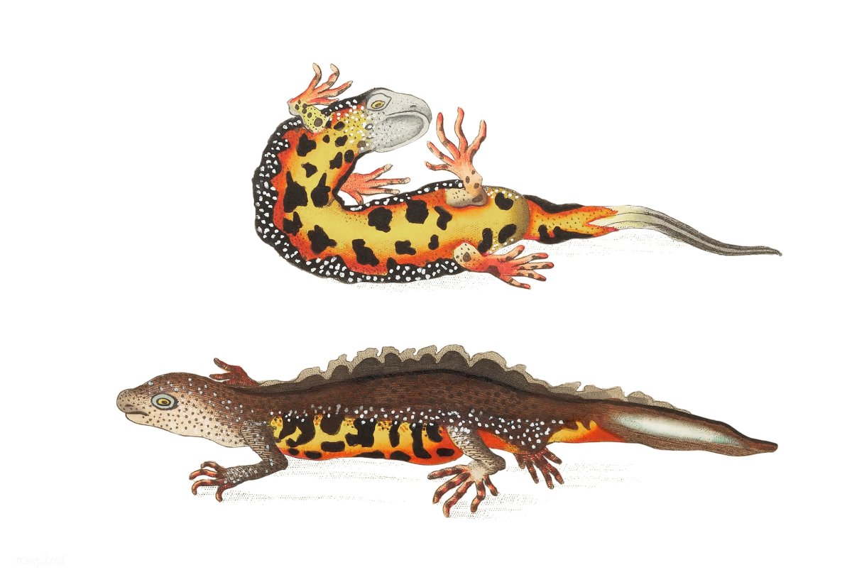 Гребенчатый Тритон питание