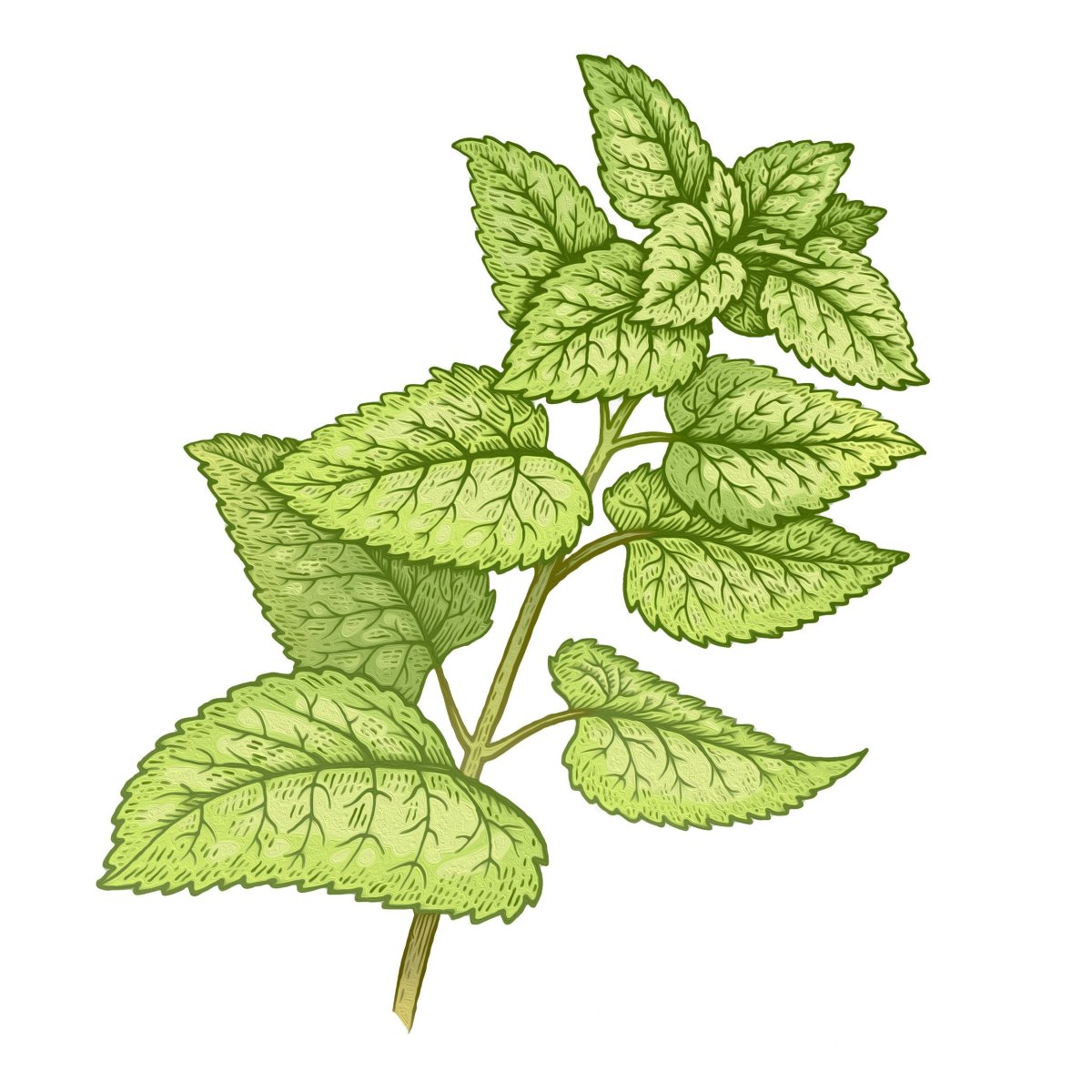 Листья мелиссы лекарственной