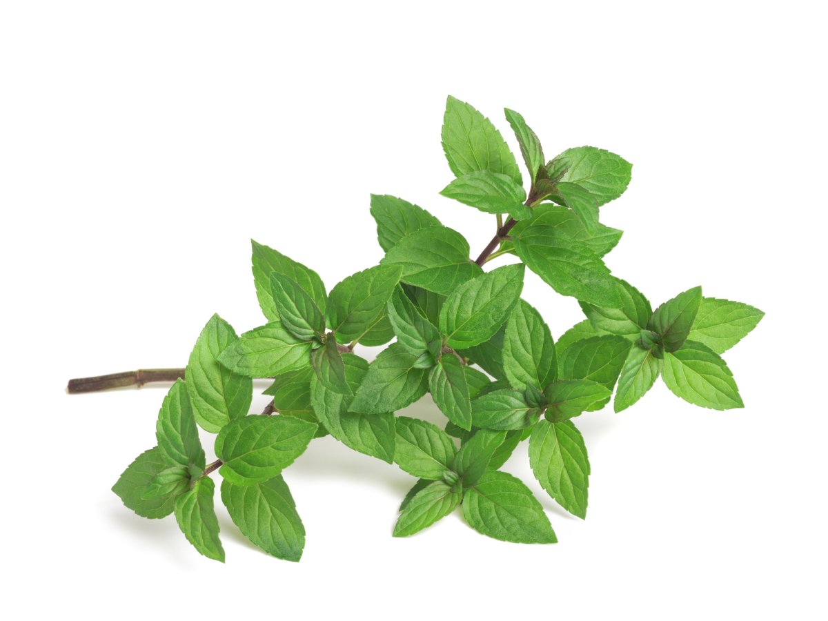 Мята листочки