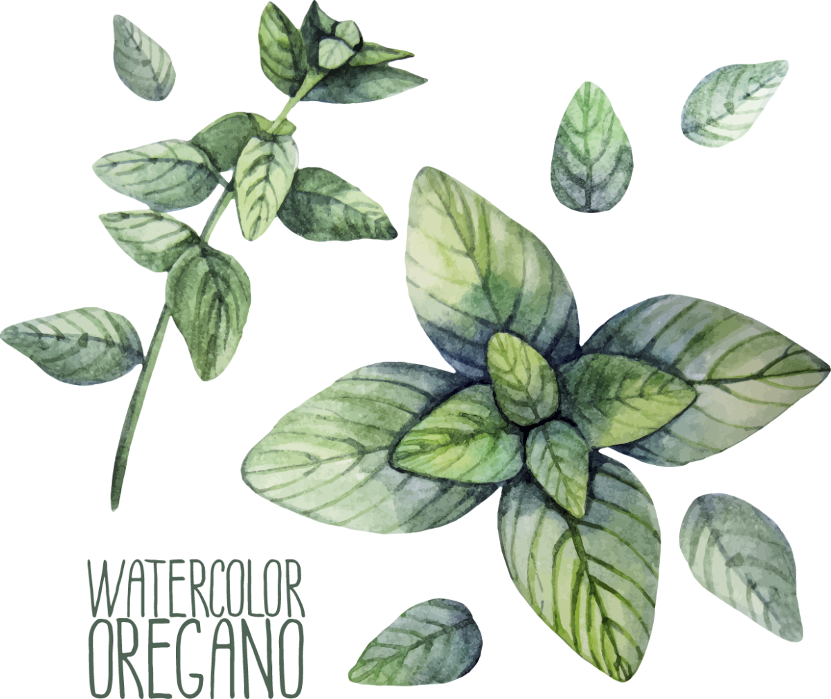 Листик мяты на белом фоне