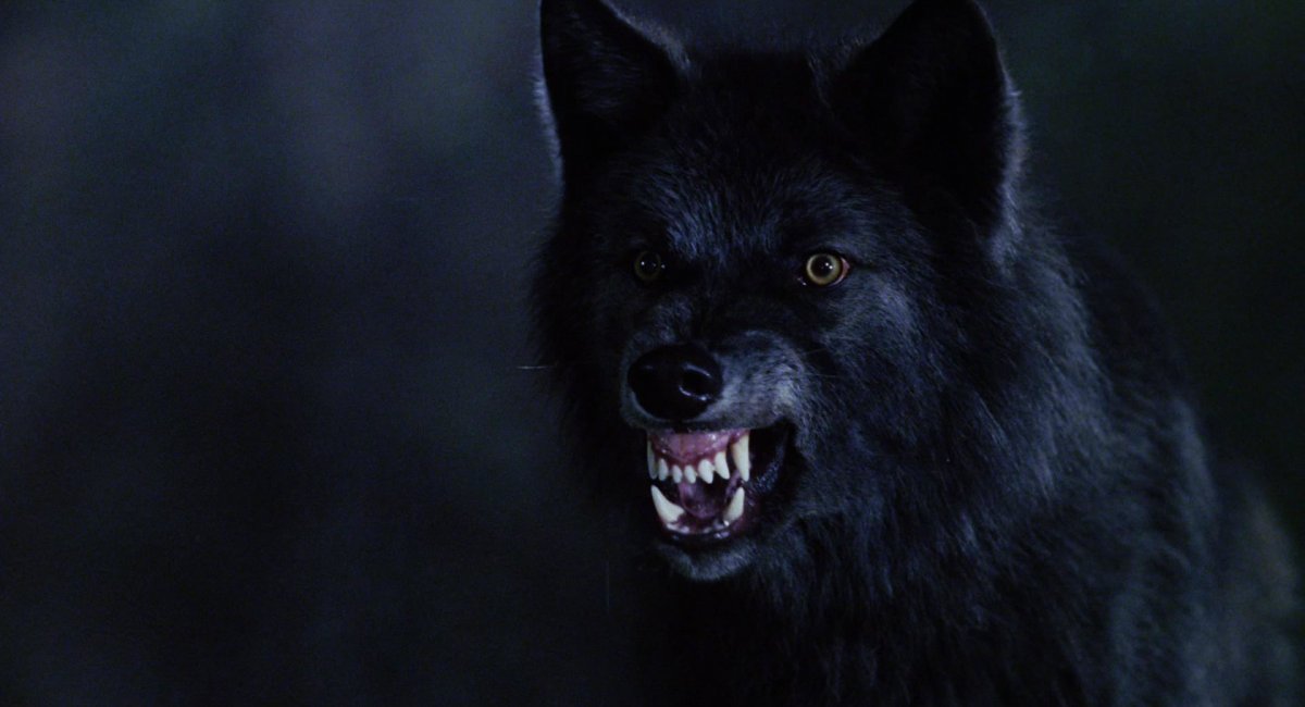 Жеводанский зверь Волчонок