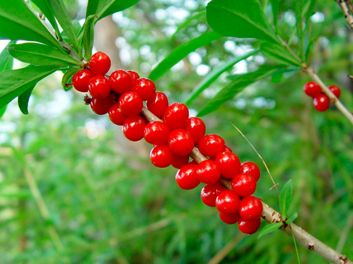 Волчье лыко ягода