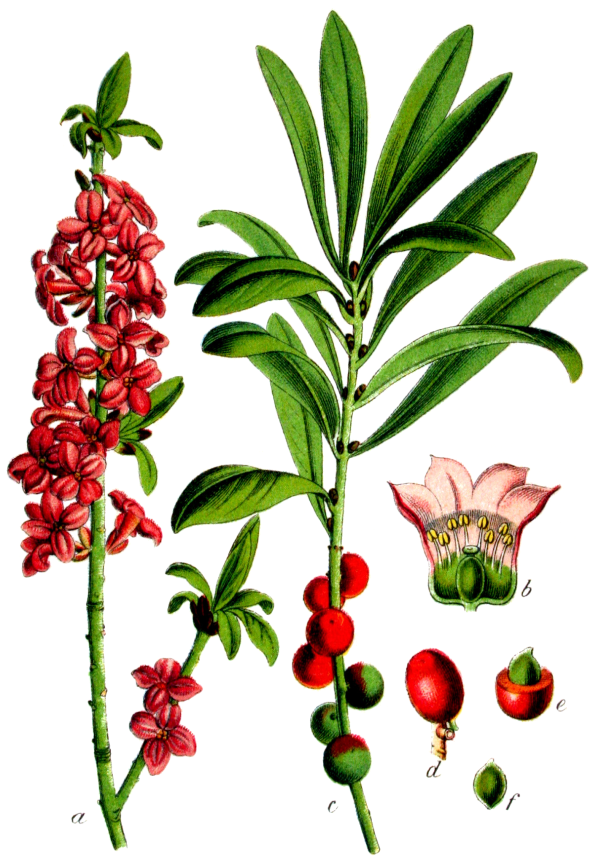 Волчье лыко ягода