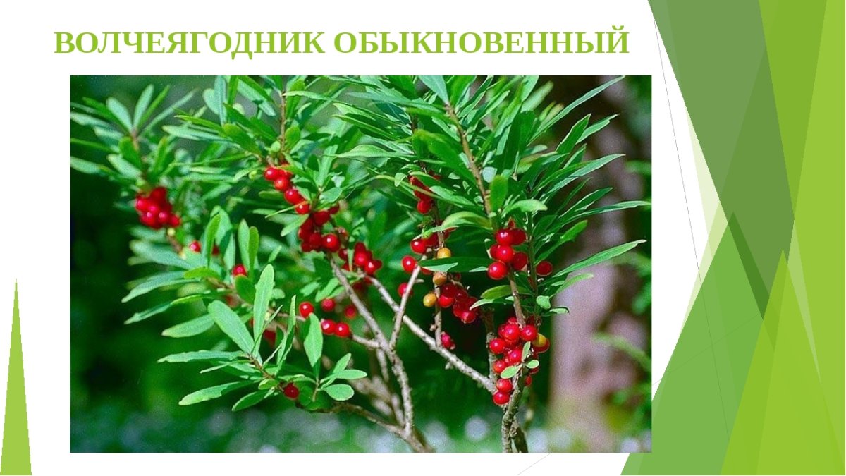 Волчеягодник Альбова