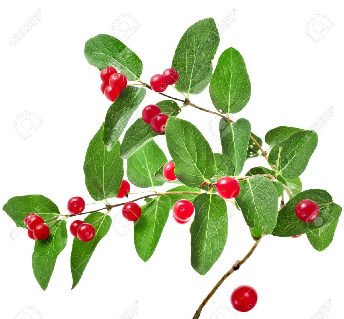 Побег Волчье лыко зимний