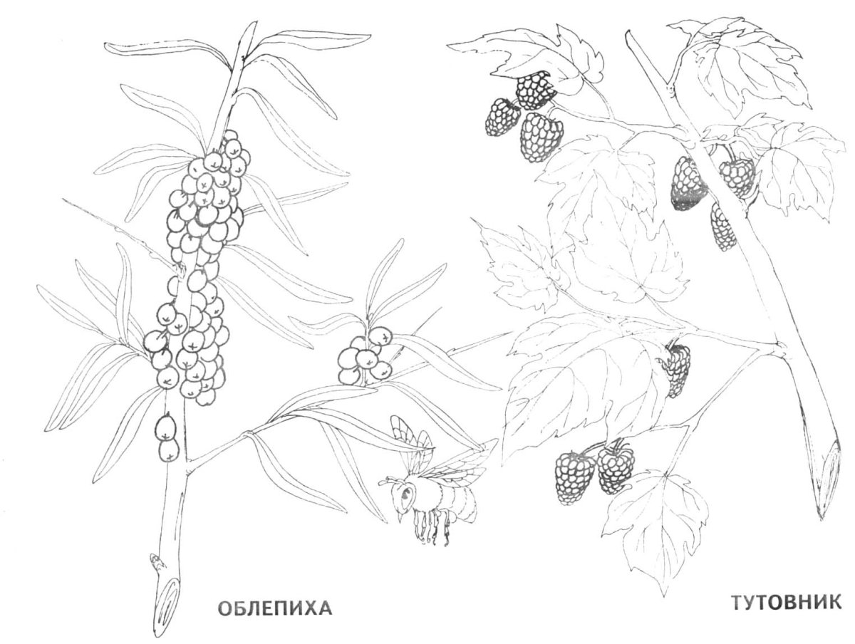 Волчье лыко на белом фоне