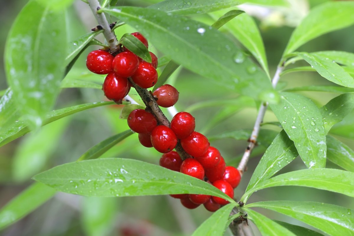 Волчье лыко растение