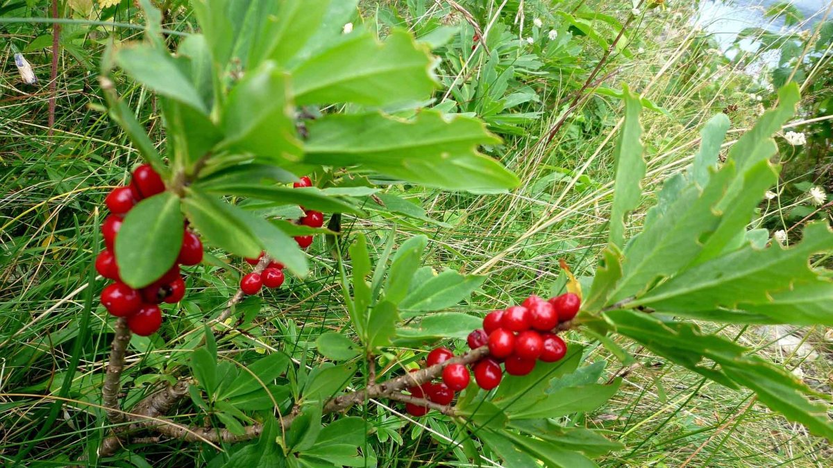 Ядовитые ягоды для детей