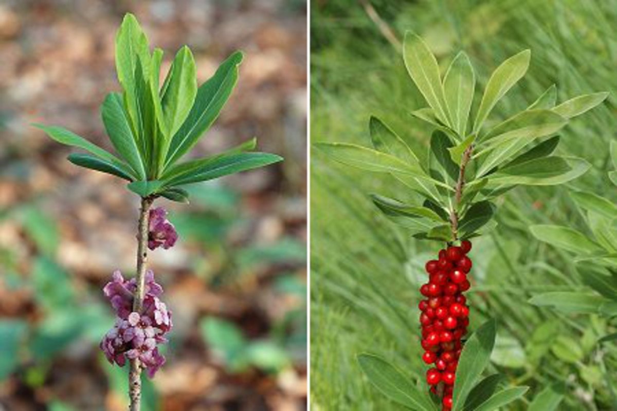 Волчеягодник обыкновенный