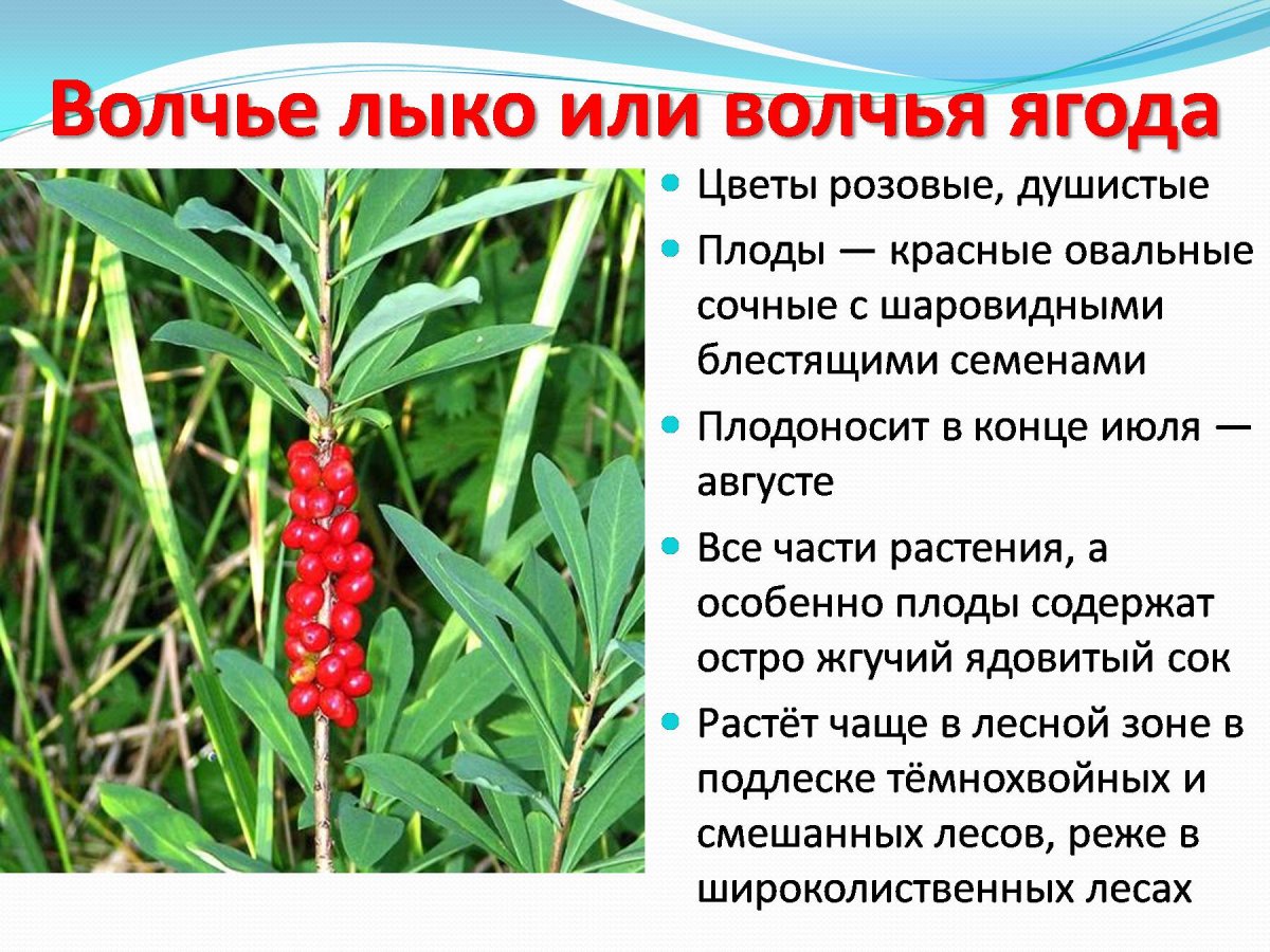 Волчье лыко черно