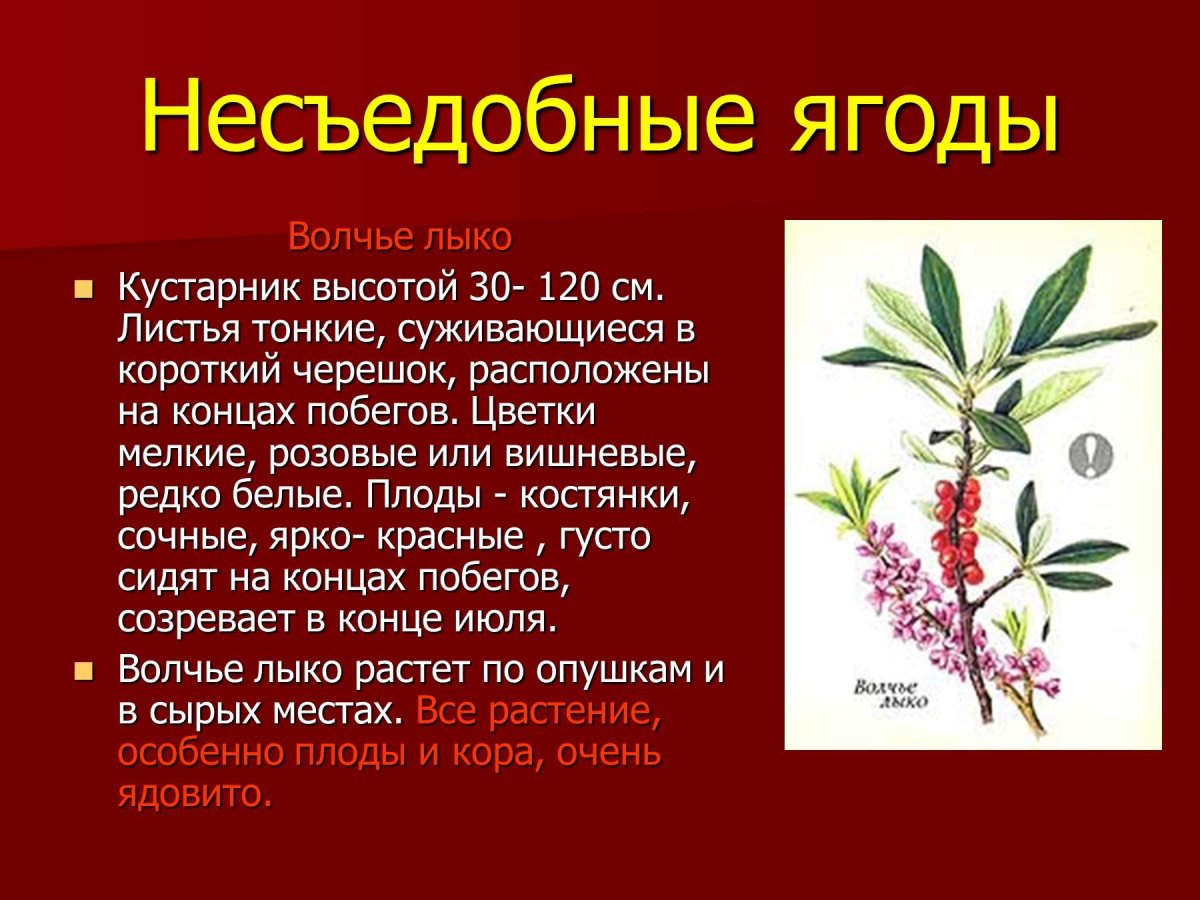 Волчье лыко (Волчеягодник)