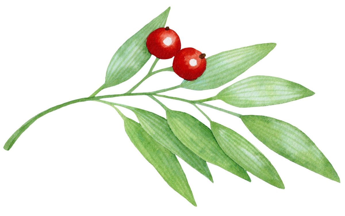 Дафна Волчеягодник