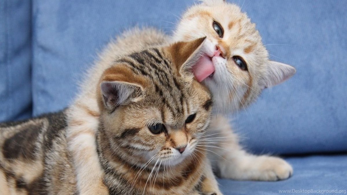 Миримся картинки прикольные