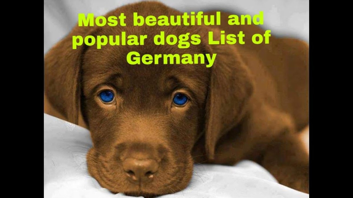 Дорогая я пришел мириться АТАШОЛ