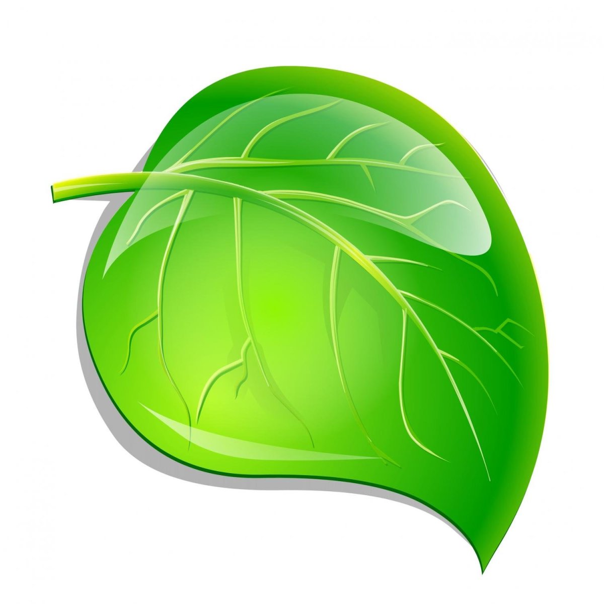 Зеленые круглые листья на белом фоне