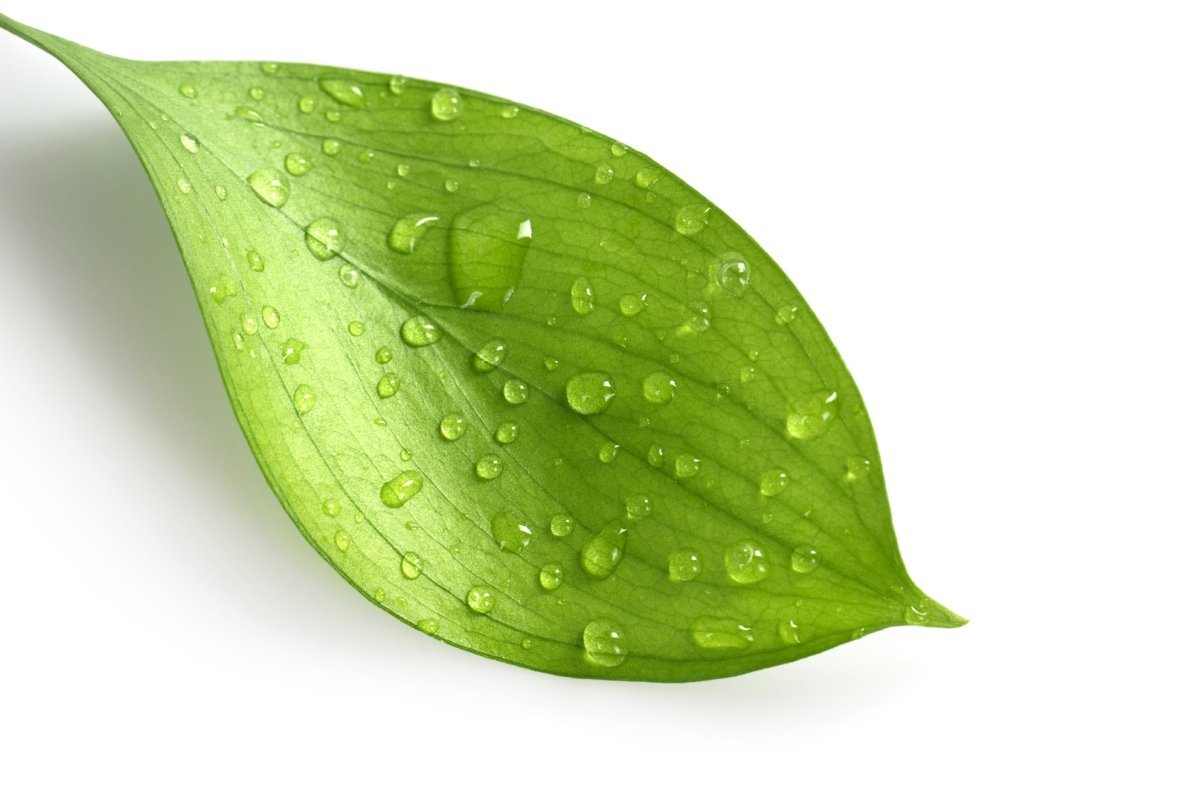 Красивые зеленые листочки