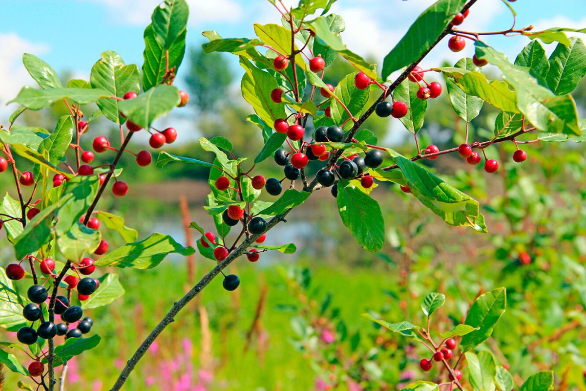 Крушина съедобная