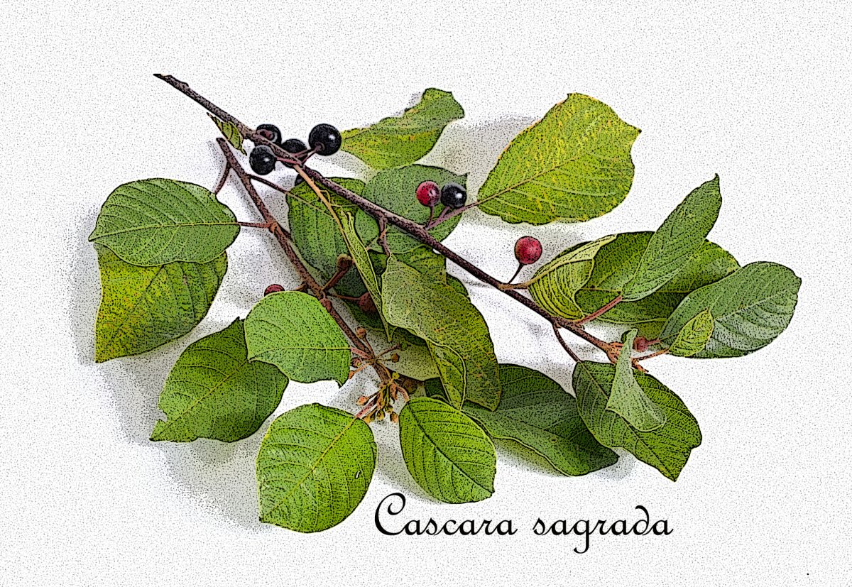 Крушина ольховидная ветка