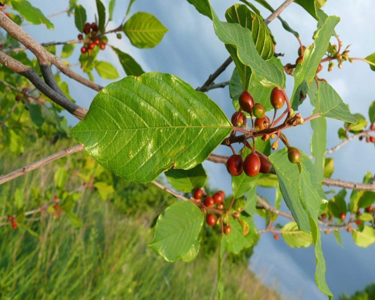 Rhamnus purshiana