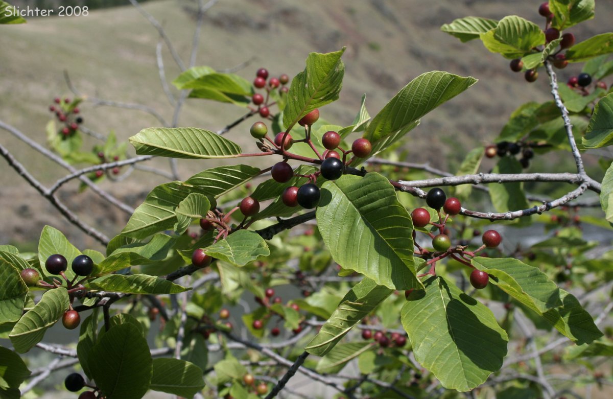 Крушина ломкая куст