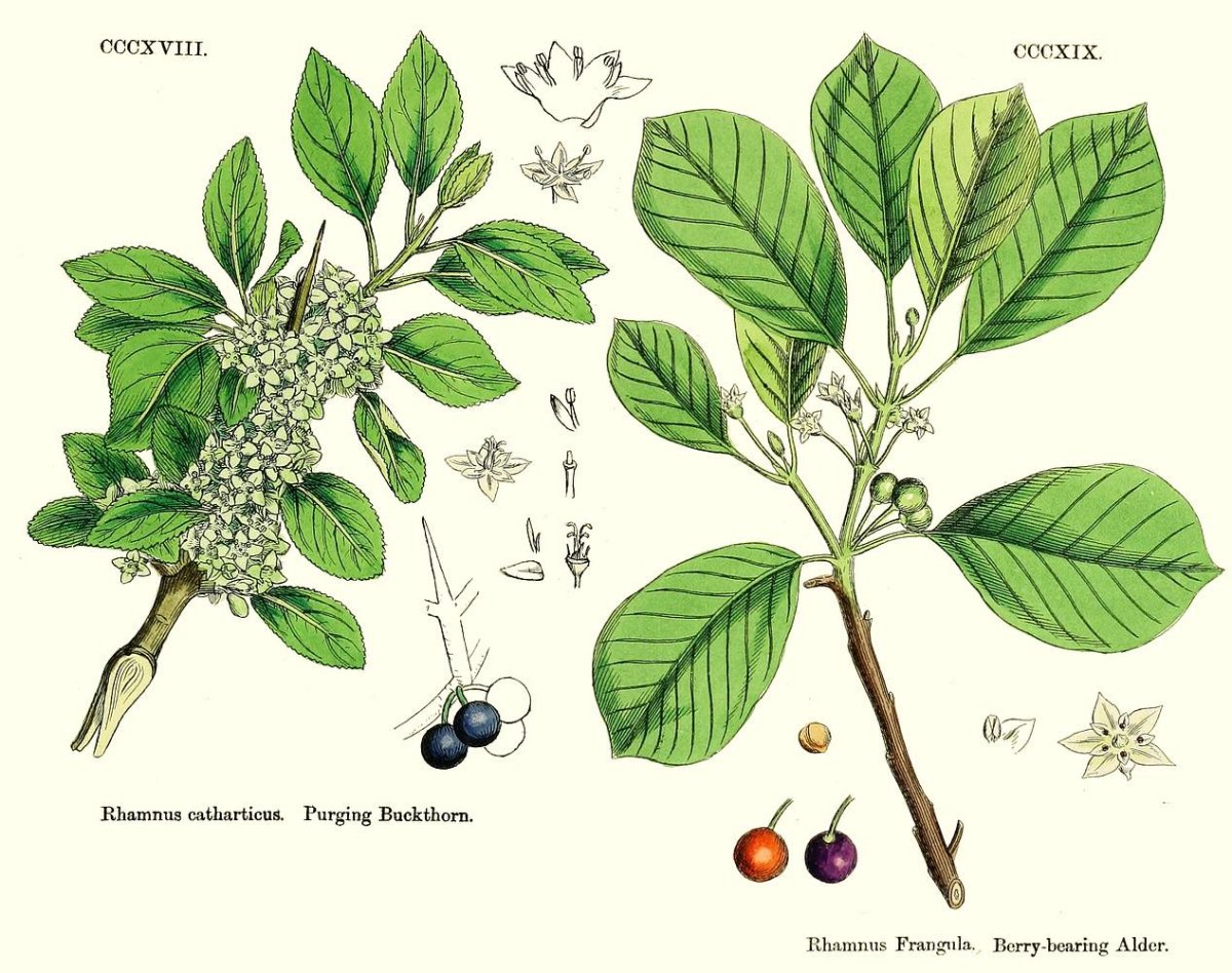 Кора крушины - Cortex Frangulae