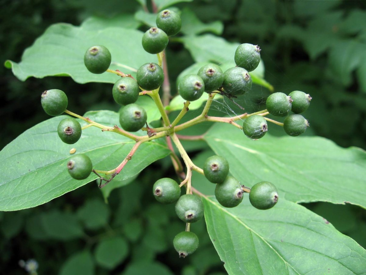 Крушина ольховидная листья