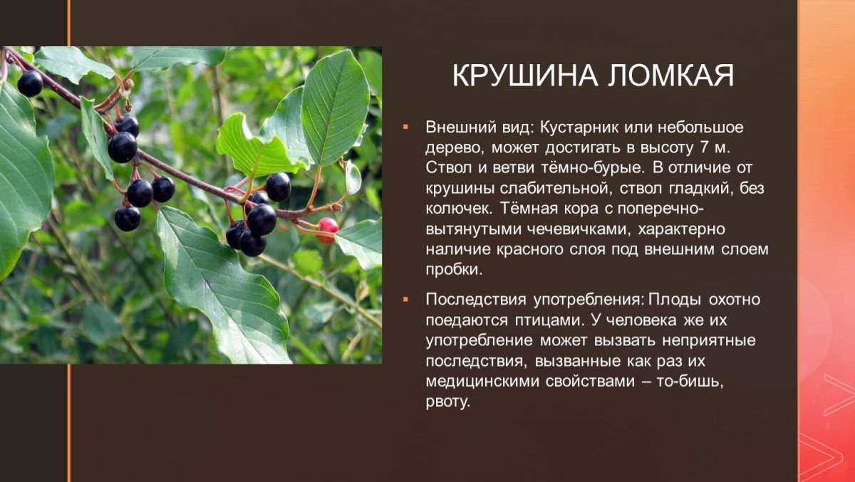 Крушина красная