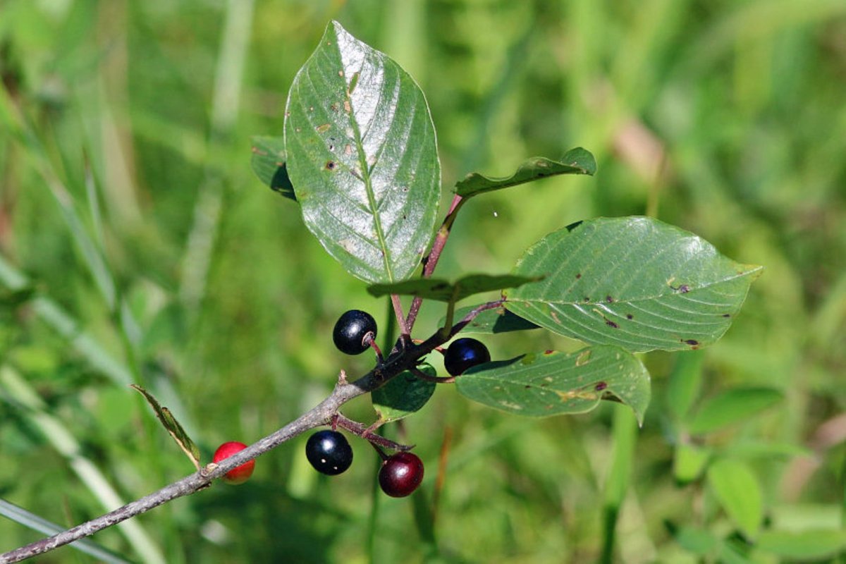 Крушина кора 50г