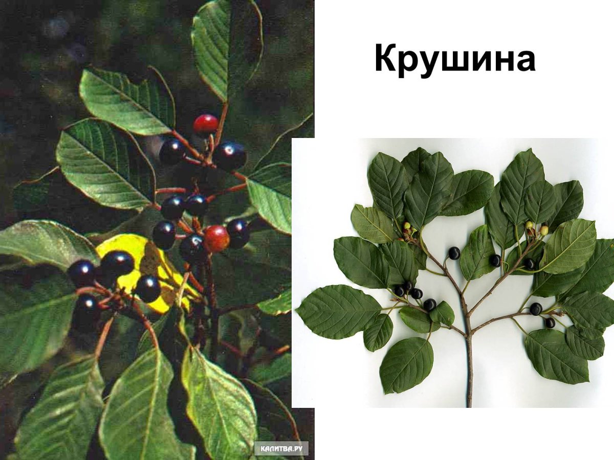 Крушина кора ф/п 1.5 г 20