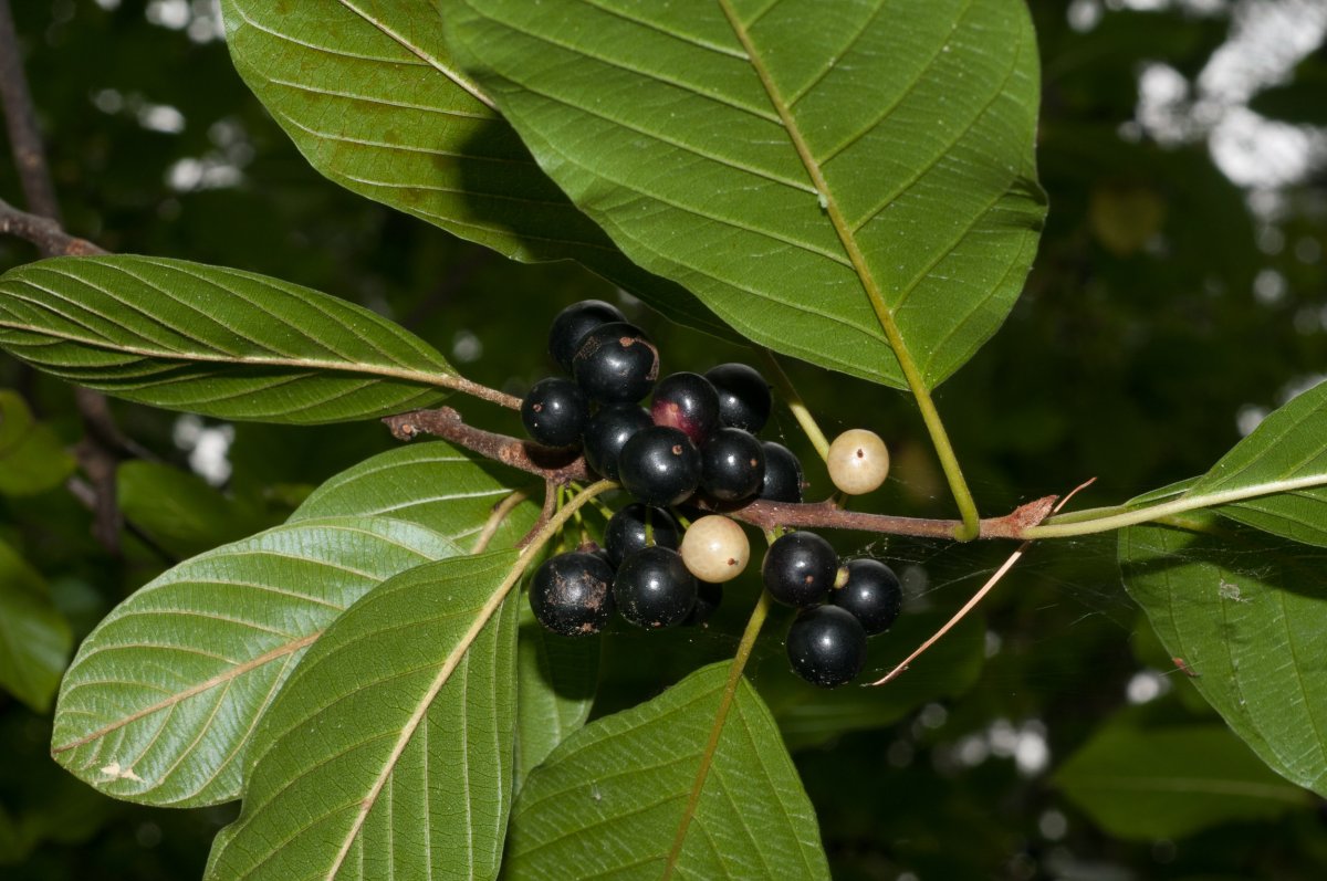 Крушина ломкая ягоды