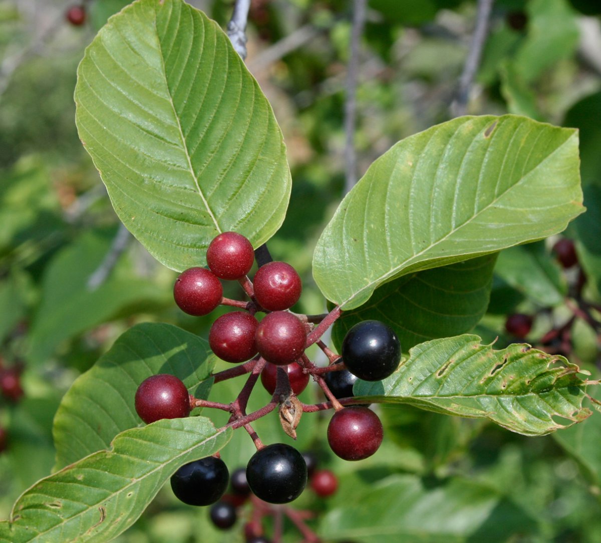 Здоровье кора крушины ф/п 1,5 г №20