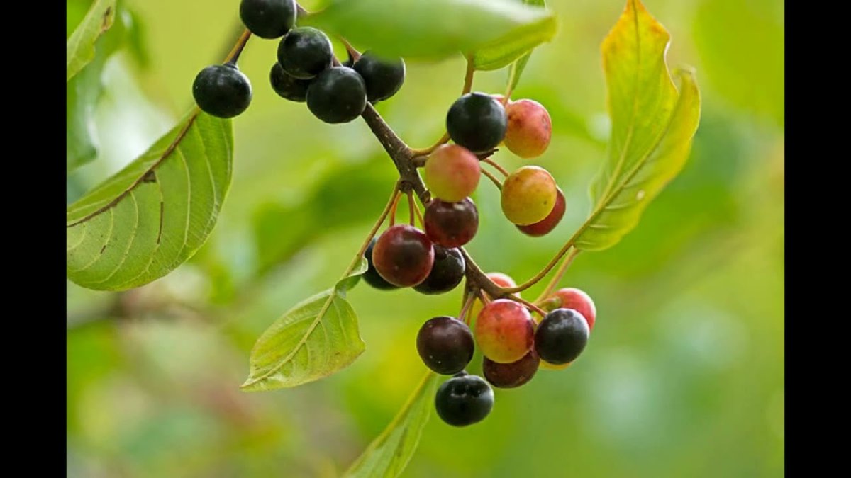 Жостер слабительный сырье