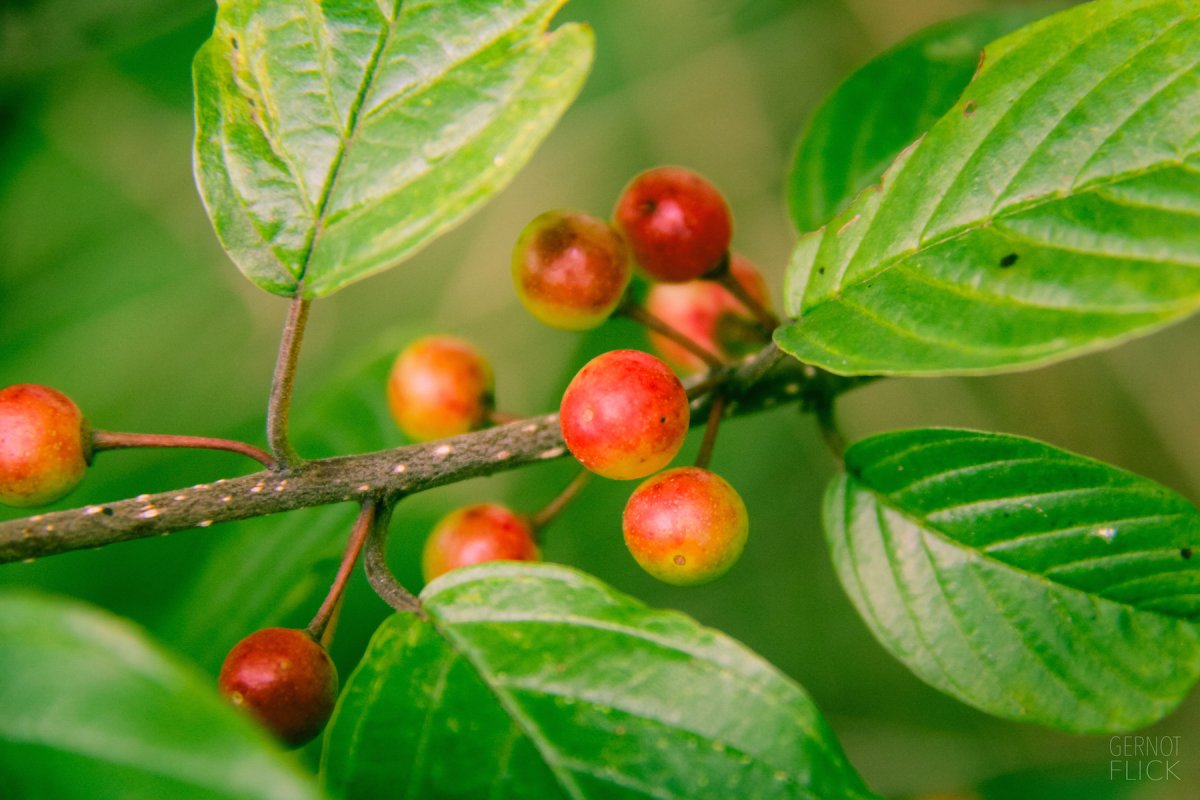 Крушина в аптеке