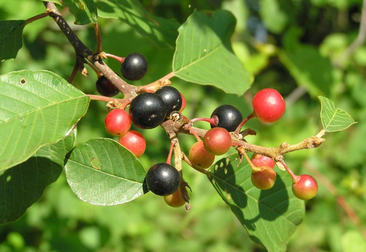 Крушина без фона