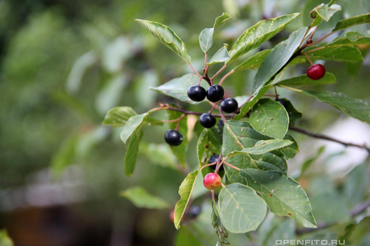 Волчья ягода Крушина