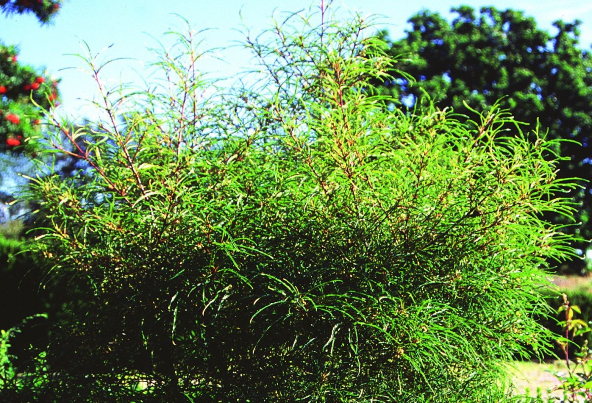 Крушина слабительная (Rhamnus cathartica)