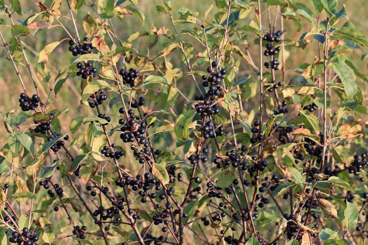 Жостер слабительный куст