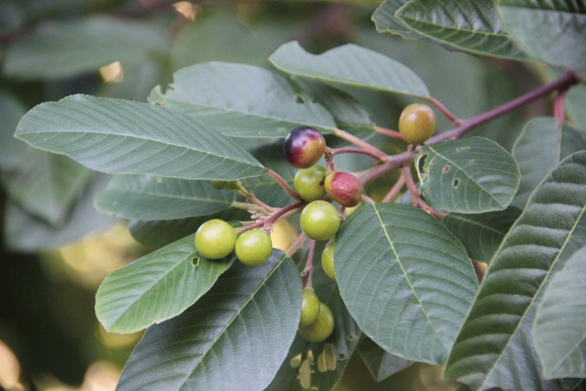 Жостер вечнозеленый