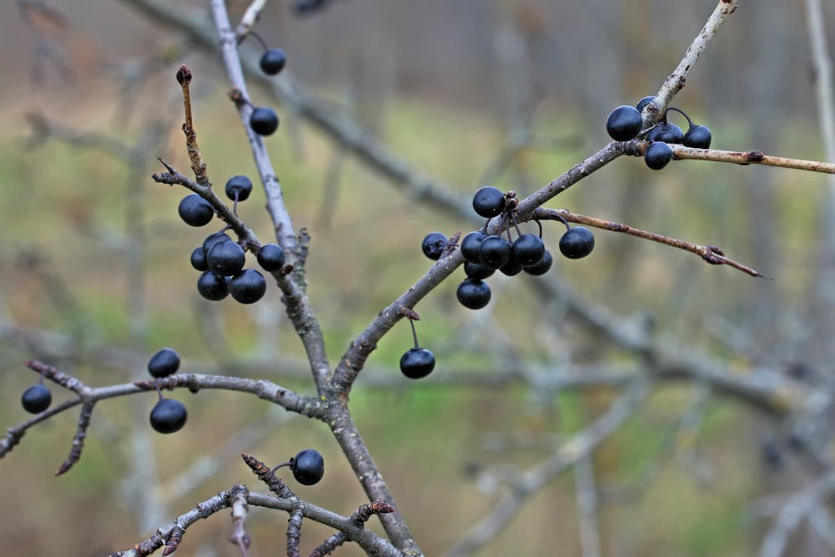 Красногорсклексредства кора ФАРМАЦВЕТ крушины ф/п 1,5 г №20